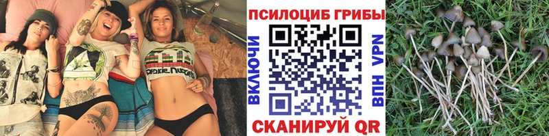 купить наркотики цена  Шилка  Галлюциногенные грибы мицелий 
